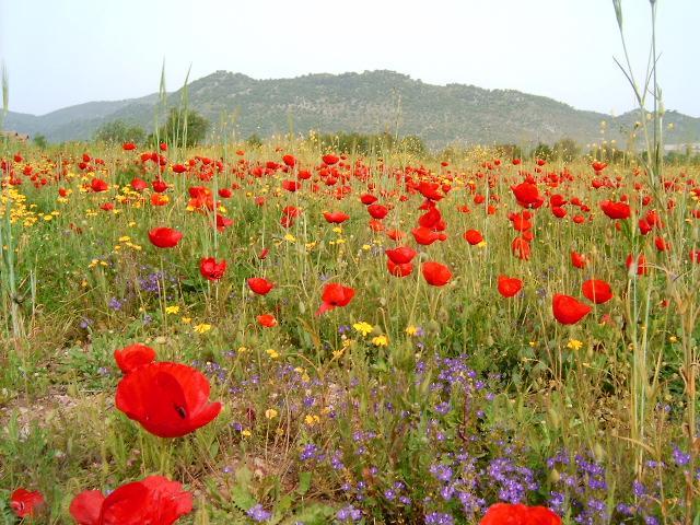 Fig Garden Cottages Kayaköy Dış mekan fotoğraf
